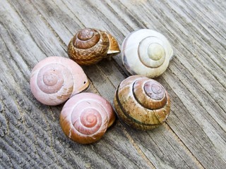 Fünf Schneckenhäuser liegen im Kreis auf altem Holz