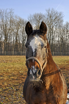 Pferdeportrait