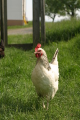 Group Of Hens With Rooster