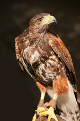 Falcon for hunt