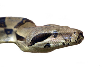 Fototapeta premium snake