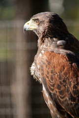 Falcon for hunt