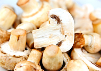 An edible mushroom, especially the much cultivated species Agari