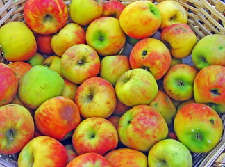 Basket of Apples in autumn