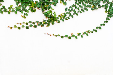Vine on the white wall