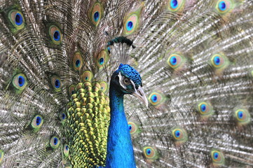 Naklejka na ściany i meble Beautiful Peacock.