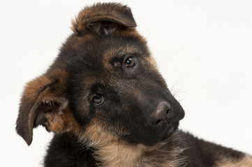 Cucciolo di pastore tedesco isolato su fondo bianco