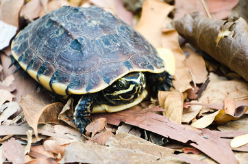 Young turtle walking on old brown leafs