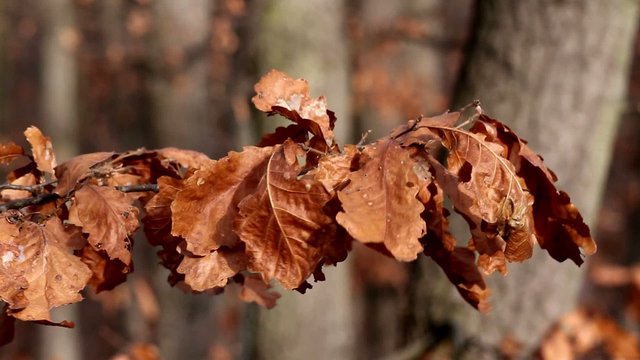 Beautiful autumn leaves