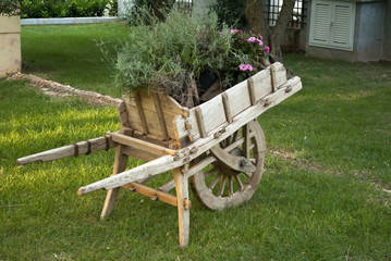 once wheelbarrow now flower jar