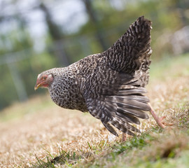 Strutting hen