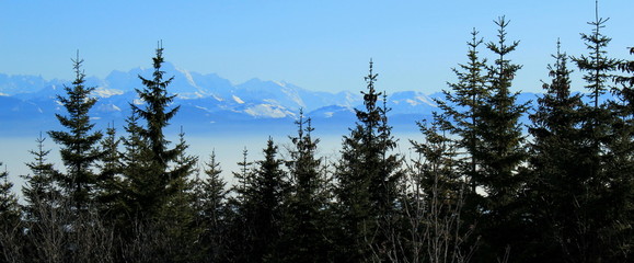 Alps behind fir trees