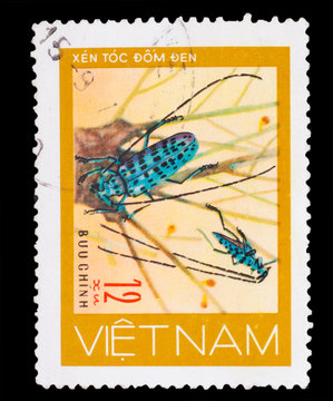 VIETNAM - CIRCA 1981: stamp printed in VIETNAM, shows mottled bl