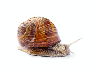 Crawling snail isolated on white background