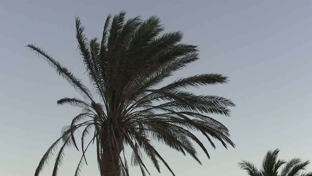 Palm tree against a sky background