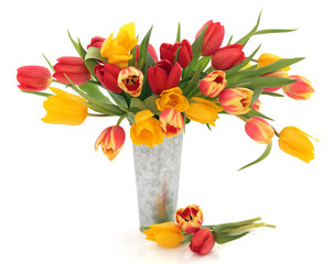 Tulip Flower Beauty