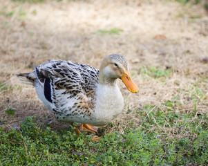 Waddling duck