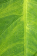 Leaf Texture