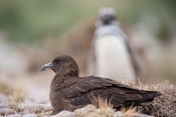 Great Skua (Stercorarius skua).