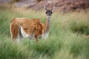 Guanaco (Lama Guanicoe) in Patagonia.