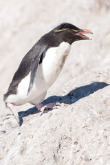 Rockhopper penguin (Eudyptes chrysocome) in Patagonia