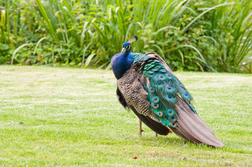 Obraz premium male colorful peacock