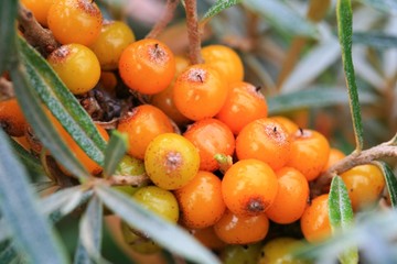 Sanddornbeeren