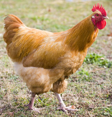 Rooster