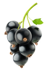 isolated berries. Black currants isolated on white background