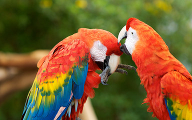 Two Macaws Preening Each Others head feathers