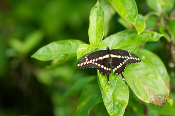 Fototapeta premium Beautiful Swallowtail Butterfly perched on a leaf