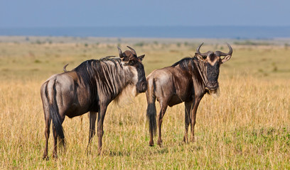 Naklejka na ściany i meble Niebieski Wildebeests - Park Narodowy Masai Mara w Kenii, Afryka