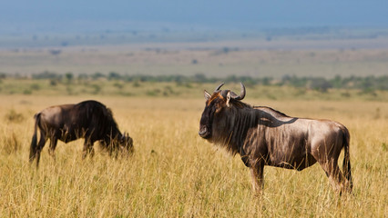 Blue Wildebeests - Maasai Mara National Park in Kenya, Africa