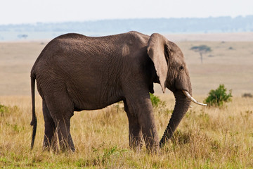 Elephant feeds on the plains of the Masai Mara