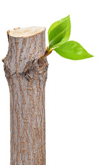 Dry branch with leaf buds