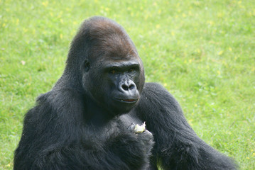 Obraz premium Gorilla