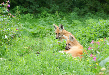 Red Wolf (Cuon alpinus)