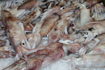 Squid at the fish market