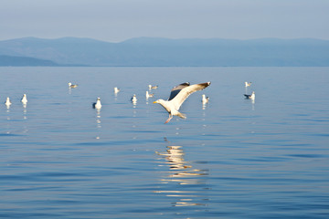 Fototapeta na wymiar Seagull soaring in the blue sky