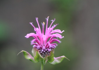 野生のモナルダ