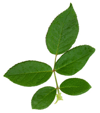 feuille rosier