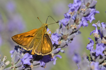 Small skipper butterfly feeding on lavender