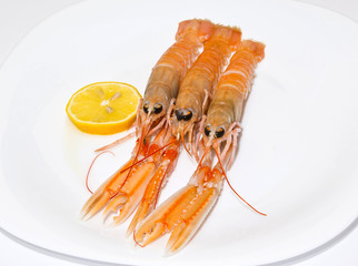 shrimps