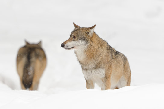 Eurasischer Wolf, Gray Wolf, Canis lupus