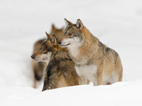 Eurasischer Wolf, Gray Wolf, Canis lupus