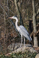 Fototapeta premium Heron