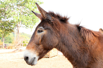 Fototapeta premium Donkey