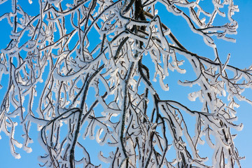Branches covered with hoar frost while the bright sun is shining