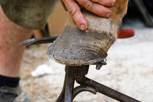 maniscalco mentre ferra un cavallo