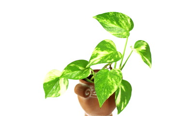 観葉植物－ポトス